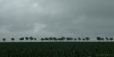 Noyelles sur Mer (Arbres)