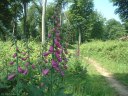 Forêt d'Eawy (Digitales)
