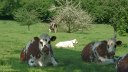 Freulleville (Vaches)