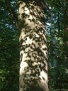 Forêt d'Eawy (Ombre)