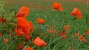 Fontaine sur Somme (Coquelicots)