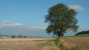 Fréauville (Arbre)