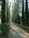 Derchigny (Avenue)