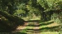 Sauchay (Chemin)