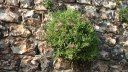 St Valery en Caux (Plante)
