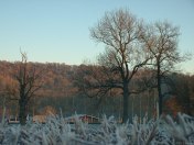 Croixdalle (Arbres 1)