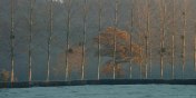Croixdalle (Arbres 2)