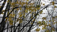 Eu (Feuilles)