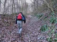 Forêt d'Arques (Sentier)