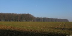 St Nicolas d'Aliermont (Forêt)
