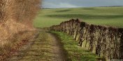 Saint-Saens (Chemin 4)