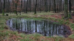 Forêt d'Eawy (Mare 1)