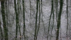 Forêt d'Eawy (Mare 2)
