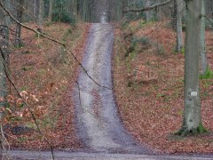 Forêt d'Eawy (Haussez)