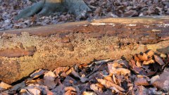 Bois de Caltot (Tronc)