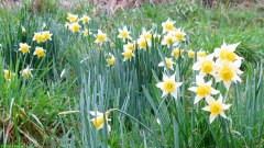 Heugleville sur Scie (Jonquilles)