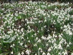 Heugleville sur Scie (Perce-Neige)