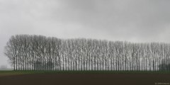Val de Saâne (Arbres)