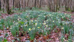 Calleville les Deux Eglises (Jonquilles)