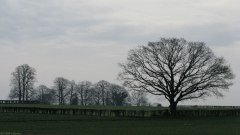 Bois l'Evêque (Arbre 2)