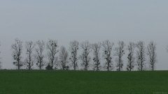 St Aubin Epinay (Arbres)