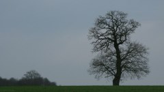 Bois d'Ennebourg (Arbre)
