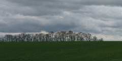 Croix-Mare (Arbres)
