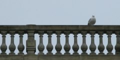 Dieppe (Goéland)