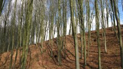 Touffreville la Corbeline (Bois)