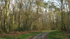 Forêt du Trait-Maulévrier (Chemin)