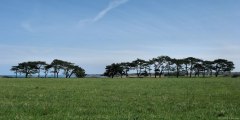 Vierville sur Mer (Pins)