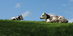 Harcanville (Deux Vaches)