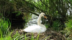 Nesle l'Hôpital (Cygne)