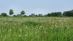 Andainville (Prairie)