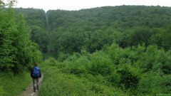 Forêt d'Eawy (Limousins 2)