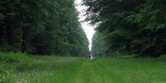 Forêt d'Eawy (Limousins 3)
