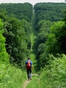 Forêt d'Eawy (Limousins 2)