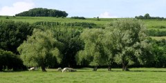 Eu (Prairie)