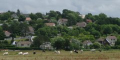 Criel sur Mer (Vaches)