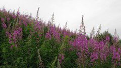 Berneval (Fleurs)