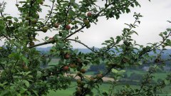Beaussault (Pommes)