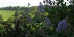 Mesnil Mauger (Fleurs)