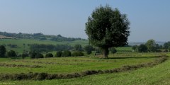 Mesnil Mauger (Herbe)
