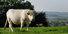 Compainville (Vache)