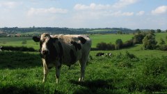 Haussez (Vaches)
