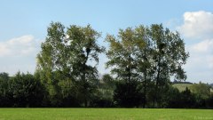 Haussez (Arbres)