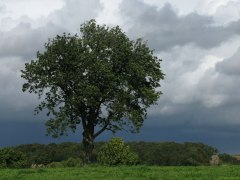 Grumesnil (Arbre)
