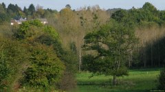St Samson la Poterie (Arbre)