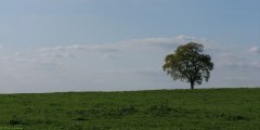 Villers-Vermont (Arbre)
