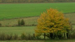 Thoix (Arbre)